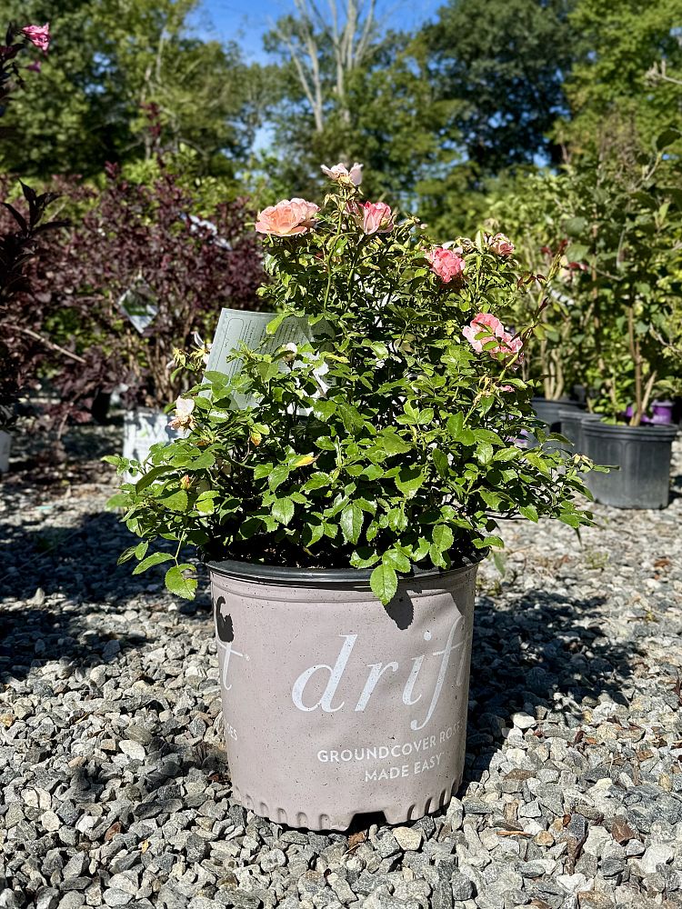rosa-meiggili-peach-drift-reg-rose