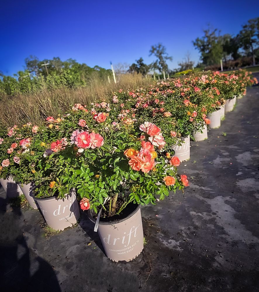 rosa-meiggili-peach-drift-reg-rose