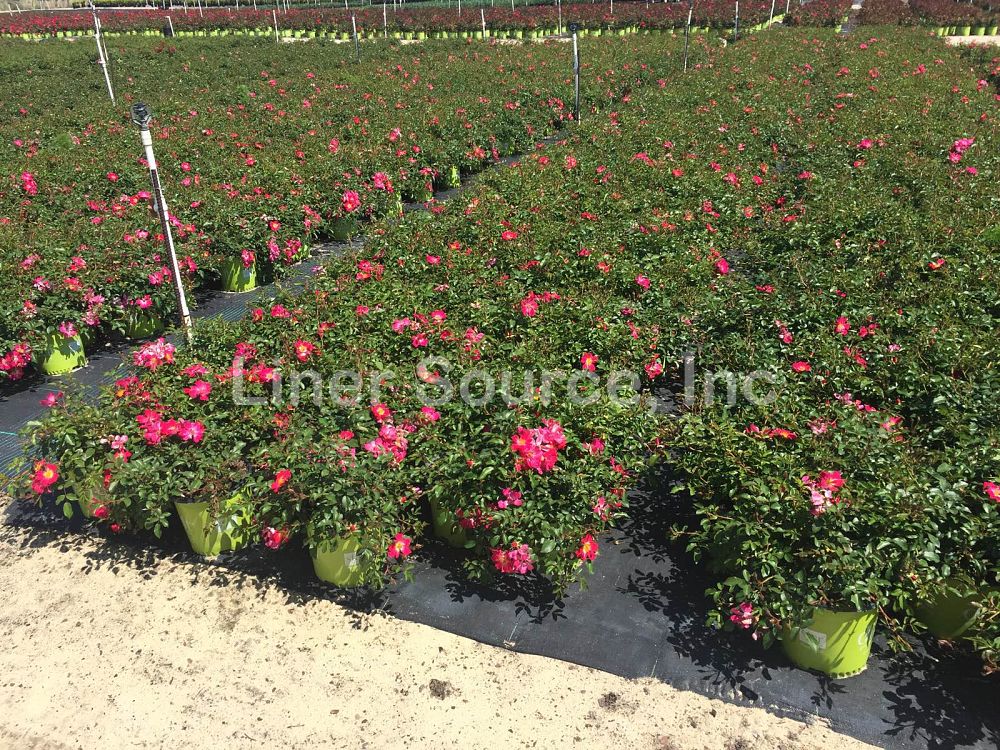 rosa-meijocos-pink-drift-reg-rose