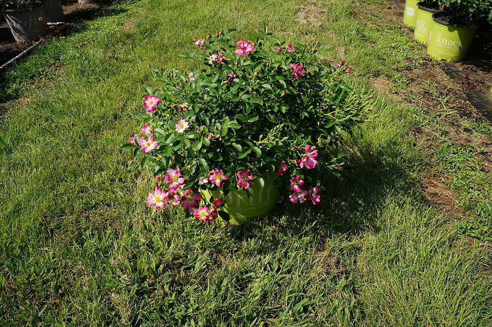 rosa-meijocos-pink-drift-reg-rose