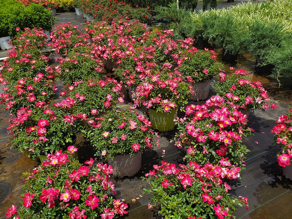rosa-meijocos-pink-drift-reg-rose