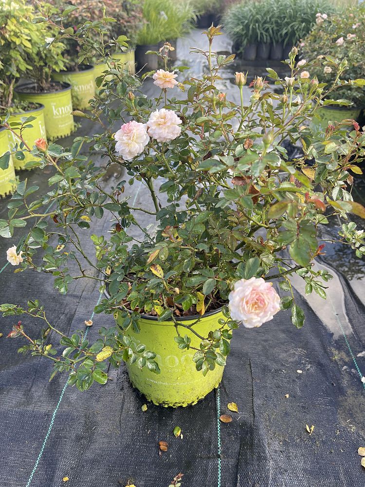 rosa-meijocos-pink-drift-reg-rose