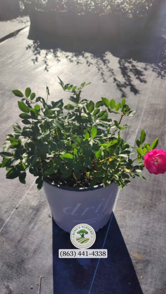 rosa-meijocos-pink-drift-reg-rose