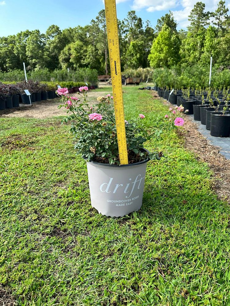 rosa-meijocos-pink-drift-reg-rose