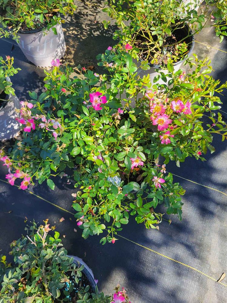 rosa-meijocos-pink-drift-reg-rose