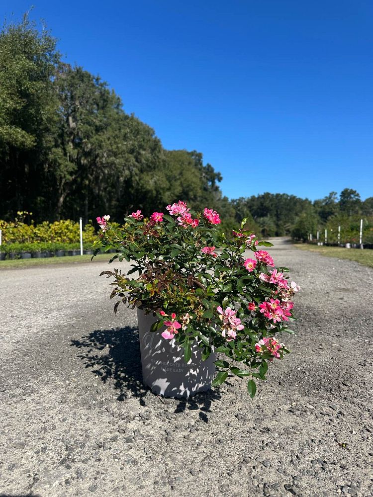 rosa-meijocos-pink-drift-reg-rose