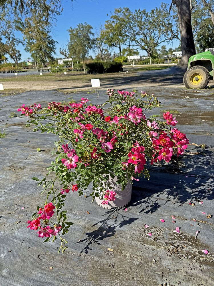 rosa-meijocos-pink-drift-reg-rose