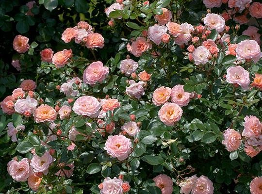 rosa-meimirrote-apricot-drift-reg-rose