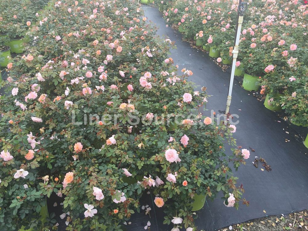 rosa-meimirrote-apricot-drift-reg-rose