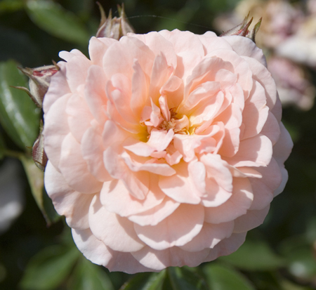 rosa-meimirrote-apricot-drift-reg-rose