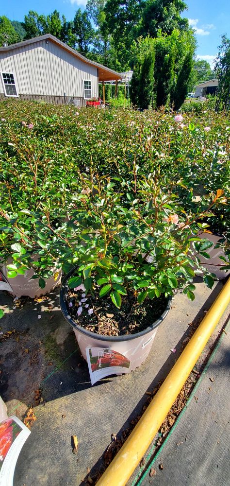 rosa-meimirrote-apricot-drift-reg-rose