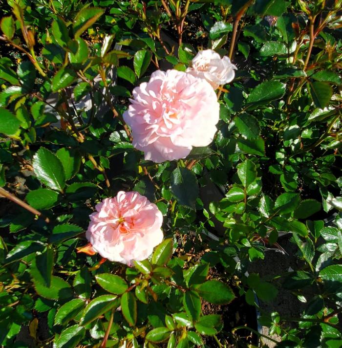 rosa-meimirrote-apricot-drift-reg-rose