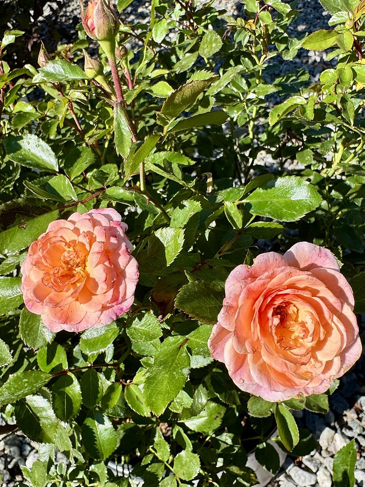 rosa-meimirrote-apricot-drift-reg-rose