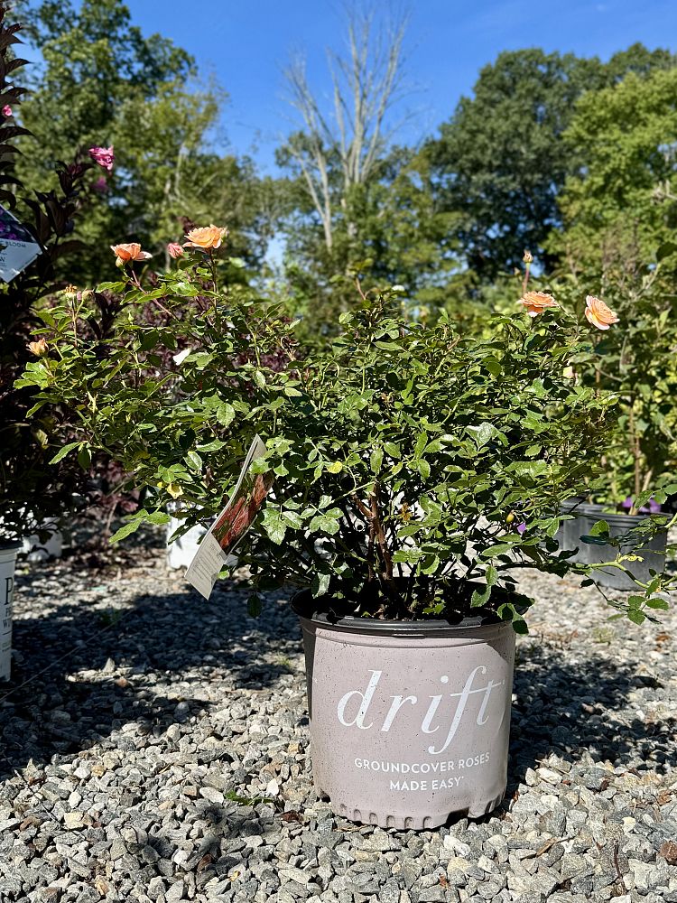 rosa-meimirrote-apricot-drift-reg-rose
