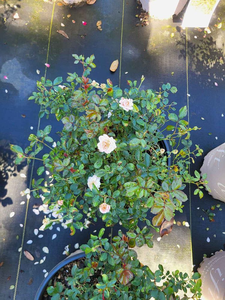 rosa-meimirrote-apricot-drift-reg-rose