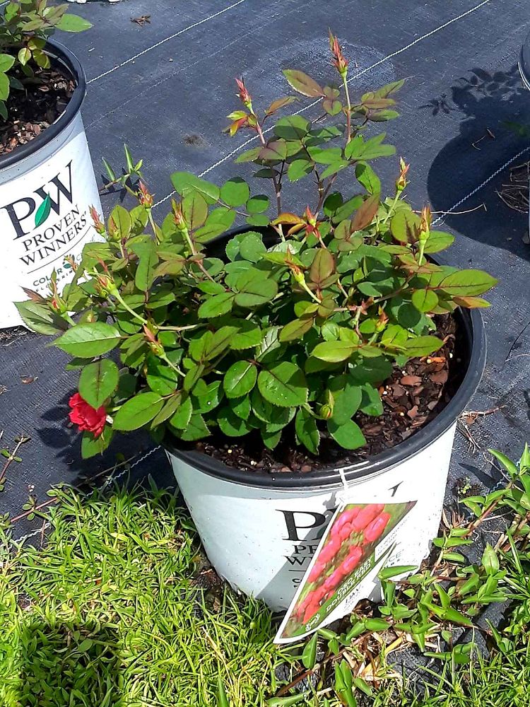 rosa-meipeporia-oso-easy-double-red-reg-rose