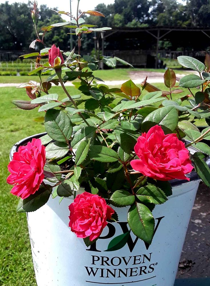 rosa-meipeporia-oso-easy-double-red-reg-rose