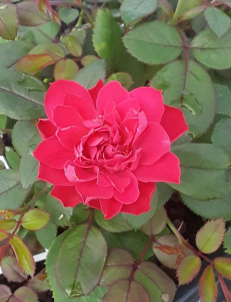 rosa-meipeporia-oso-easy-double-red-reg-rose