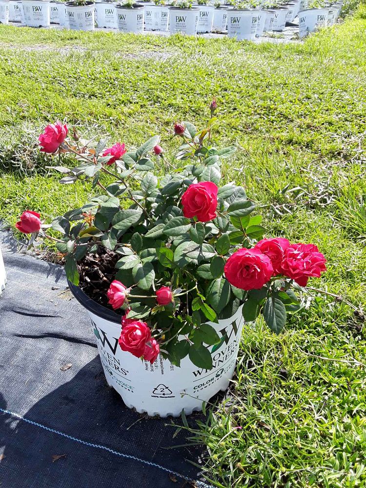 rosa-meipeporia-oso-easy-double-red-reg-rose
