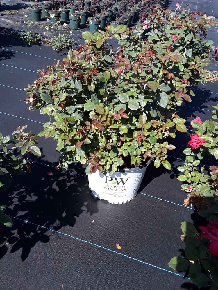 rosa-meipeporia-oso-easy-double-red-reg-rose