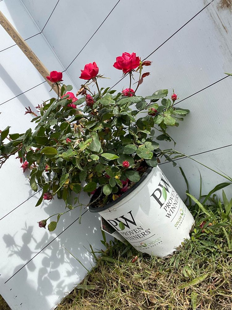 rosa-meipeporia-oso-easy-double-red-reg-rose