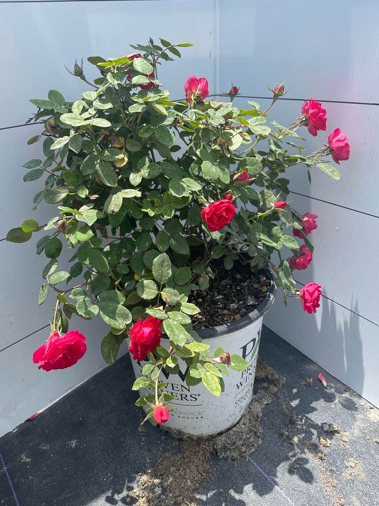 rosa-meipeporia-oso-easy-double-red-reg-rose