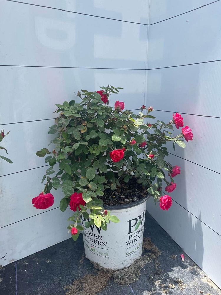 rosa-meipeporia-oso-easy-double-red-reg-rose