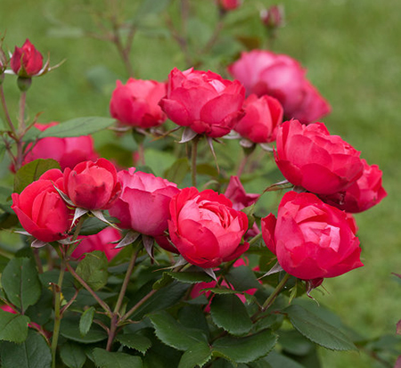 rosa-meipeporia-oso-easy-double-red-reg-rose