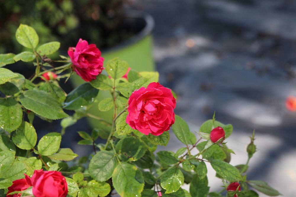 rosa-meipeporia-oso-easy-double-red-reg-rose