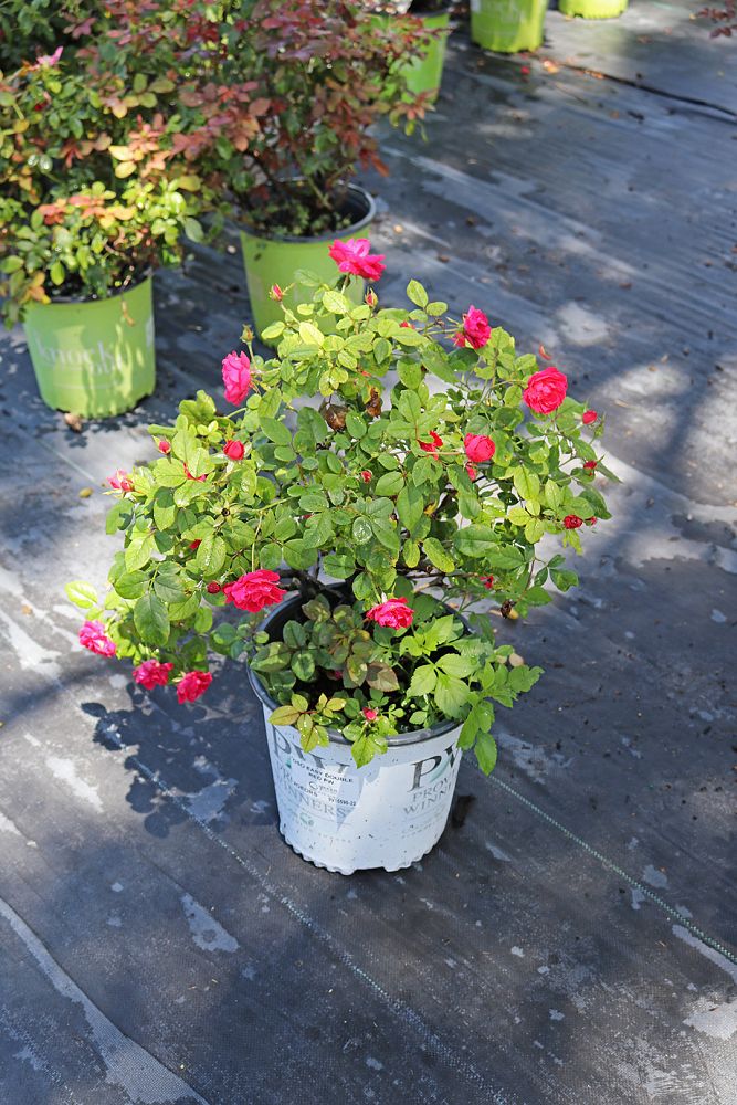 rosa-meipeporia-oso-easy-double-red-reg-rose