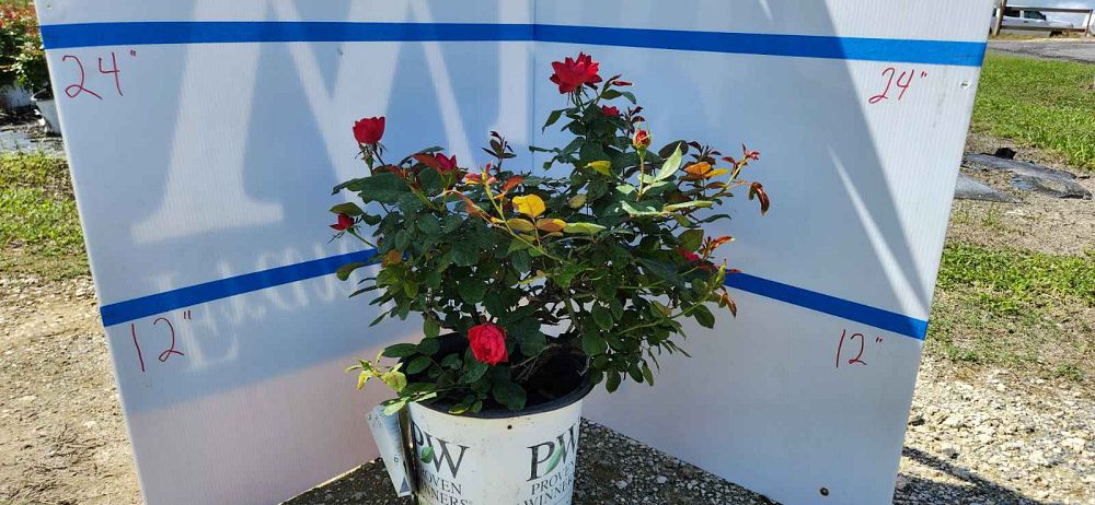 rosa-meipeporia-oso-easy-double-red-reg-rose