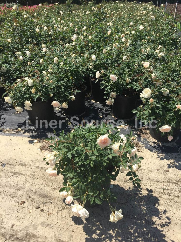 rosa-meiradena-icecap-trade-rose