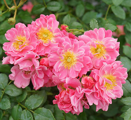 rosa-meiriftday-oso-easy-reg-double-pink-rose
