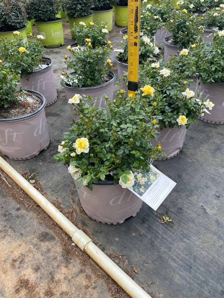 rosa-meisentmil-lemon-drift-reg-rose