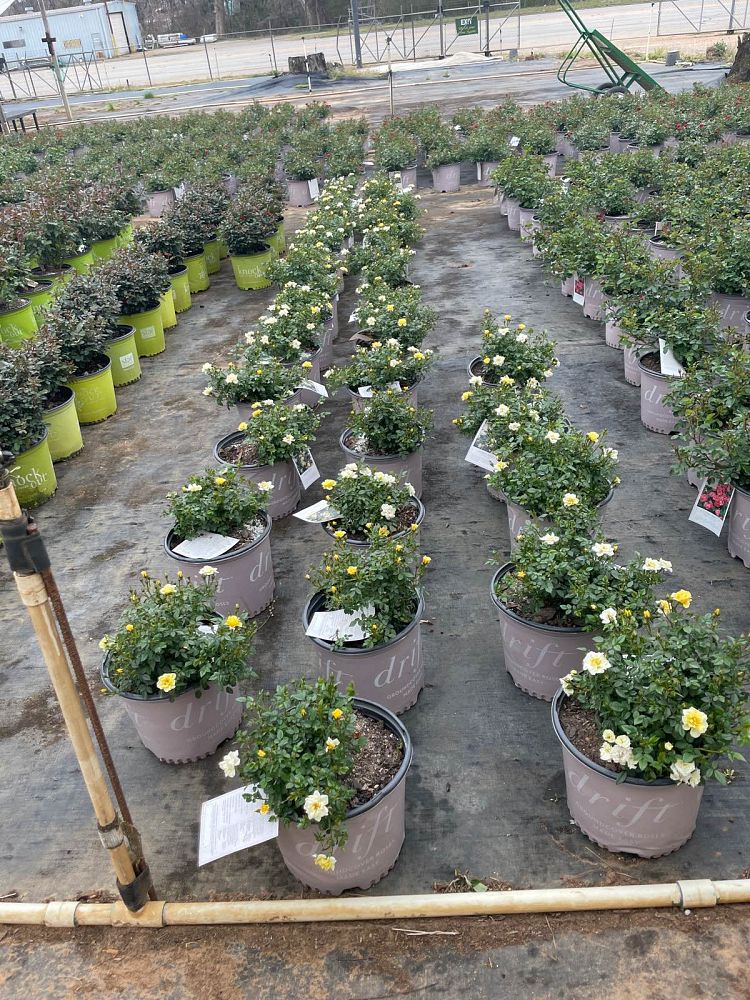 rosa-meisentmil-lemon-drift-reg-rose