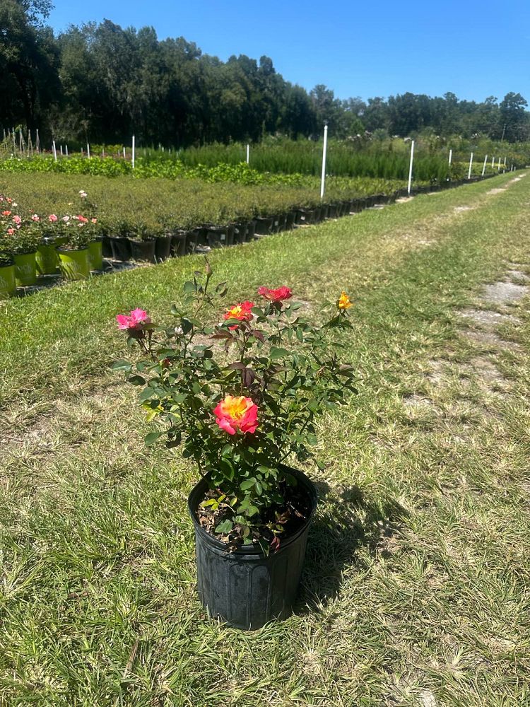 rosa-meisistoma-sunset-horizon-trade-rose