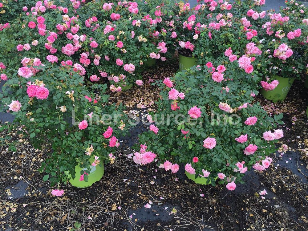 rosa-meiswetdom-sweet-drift-reg-rose