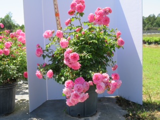 rosa-meiswetdom-sweet-drift-reg-rose