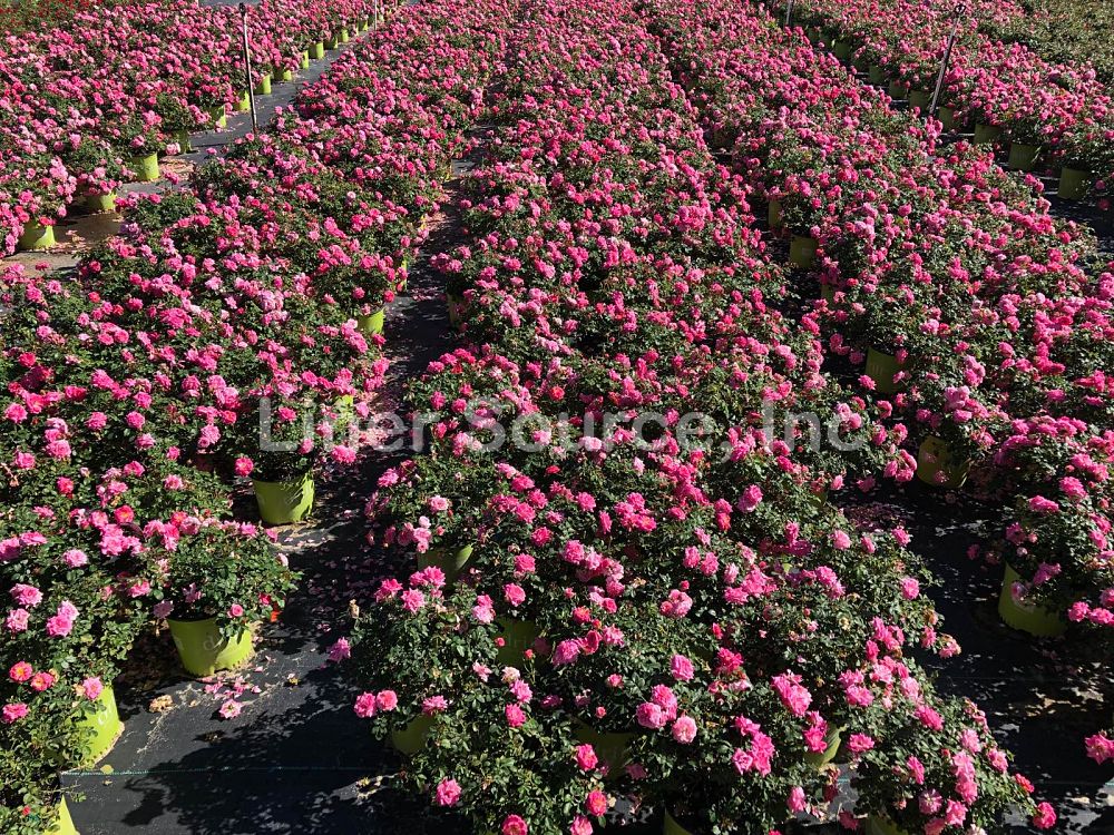 rosa-meiswetdom-sweet-drift-reg-rose
