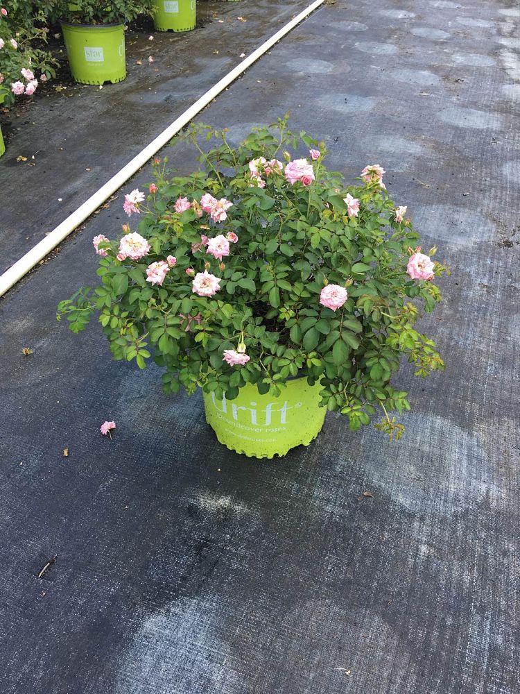 rosa-meiswetdom-sweet-drift-reg-rose