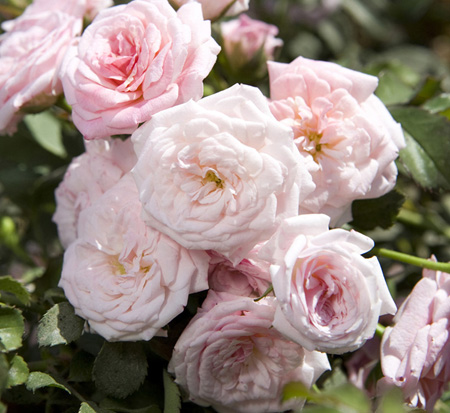 rosa-meiswetdom-sweet-drift-reg-rose