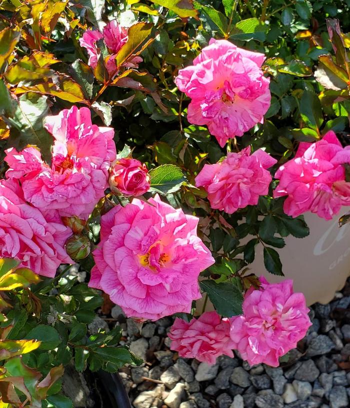 rosa-meiswetdom-sweet-drift-reg-rose