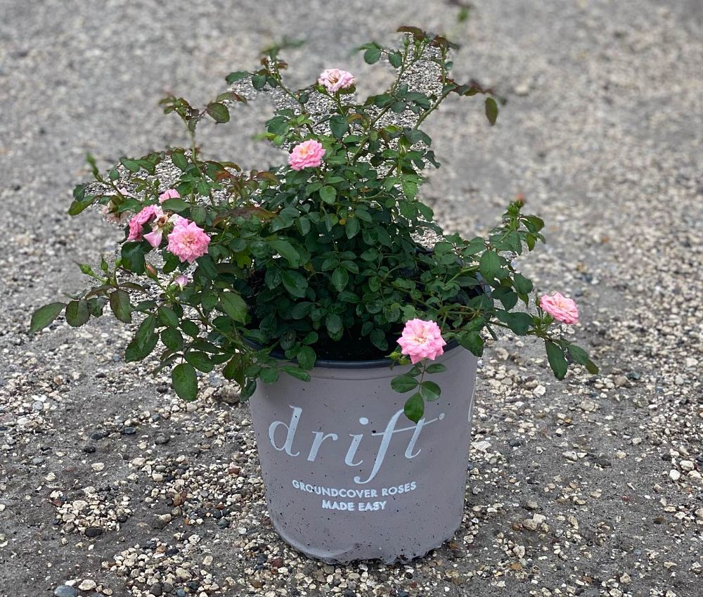 rosa-meiswetdom-sweet-drift-reg-rose