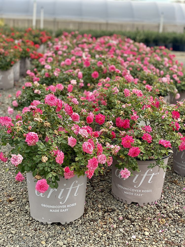 rosa-meiswetdom-sweet-drift-reg-rose