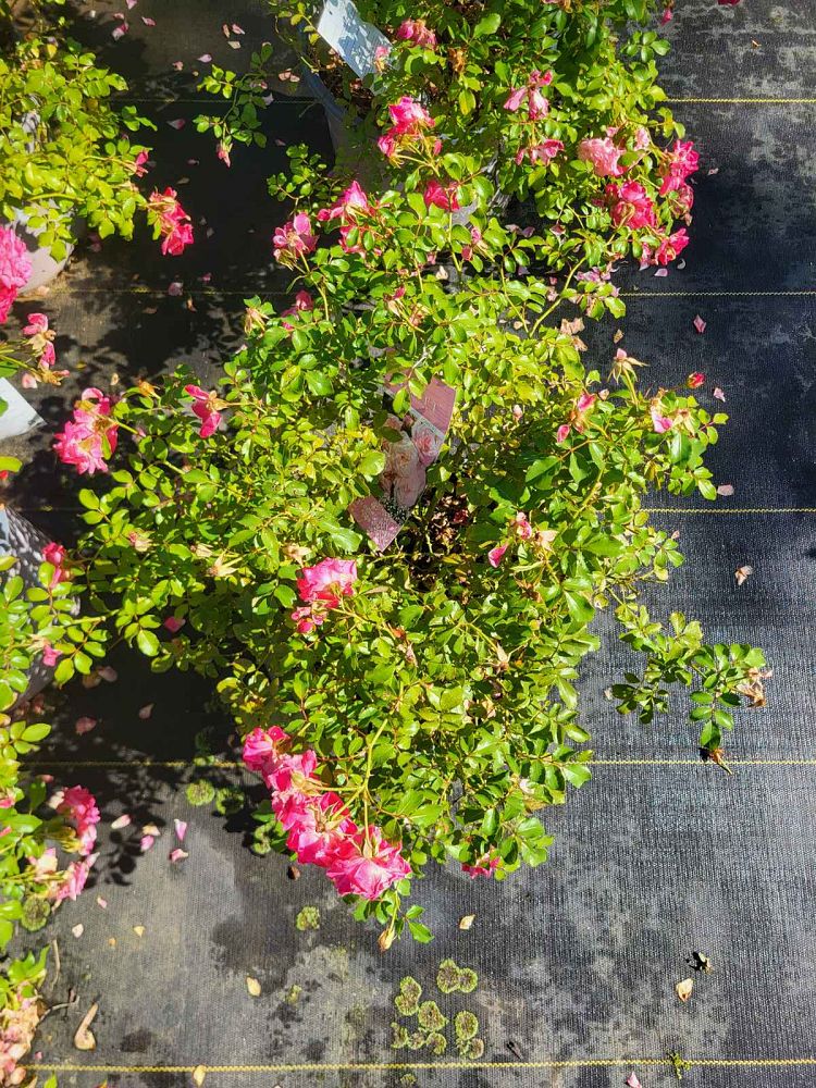 rosa-meiswetdom-sweet-drift-reg-rose