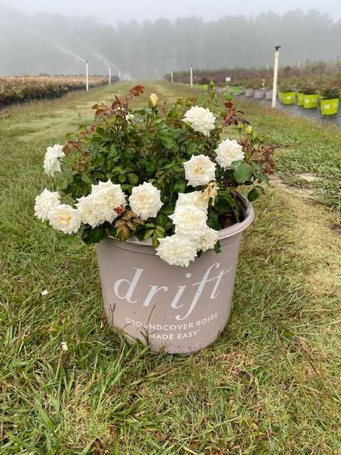 rosa-meizorland-white-drift-reg-rose-rosa-meiglise