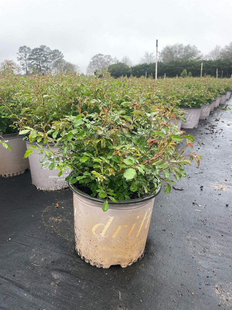 rosa-meizorland-white-drift-reg-rose-rosa-meiglise