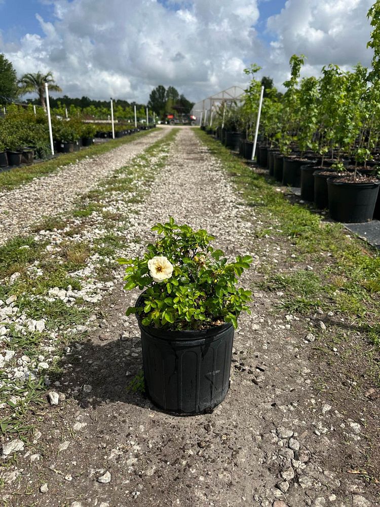 rosa-meizorland-white-drift-reg-rose-rosa-meiglise