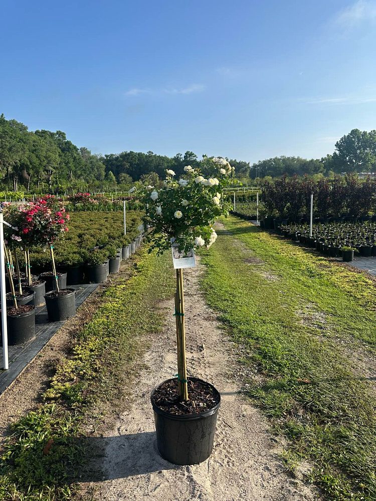rosa-meizorland-white-drift-reg-rose-rosa-meiglise