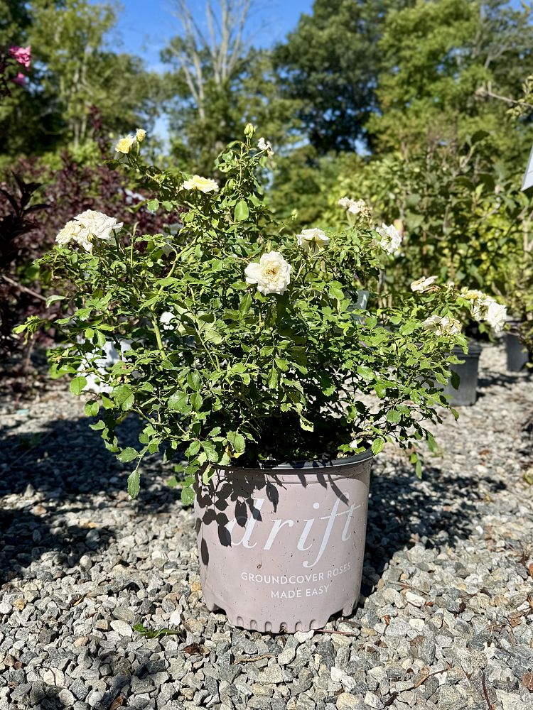 rosa-meizorland-white-drift-reg-rose-rosa-meiglise